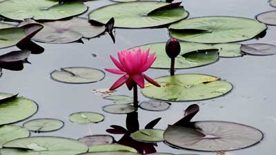 Flower at Blue Lake