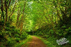 Willapa trail west of Pe Ell