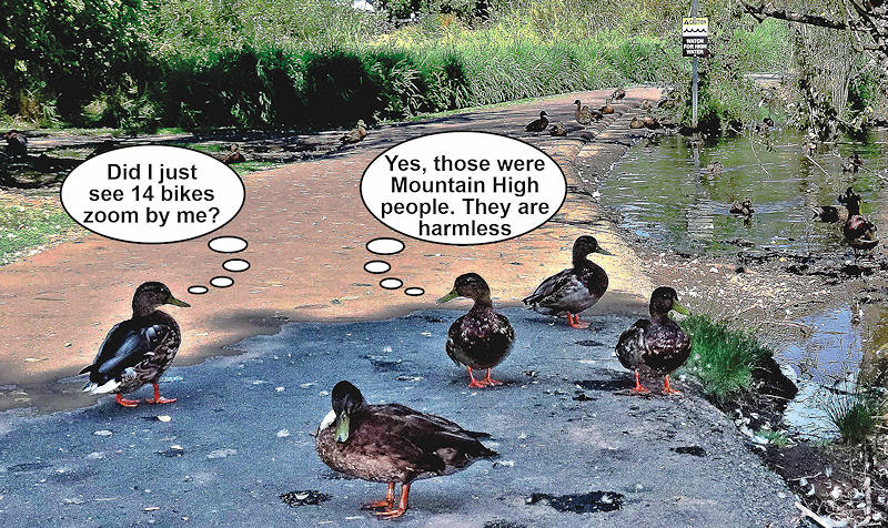 Ducks talking