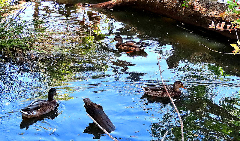 Ducks 2