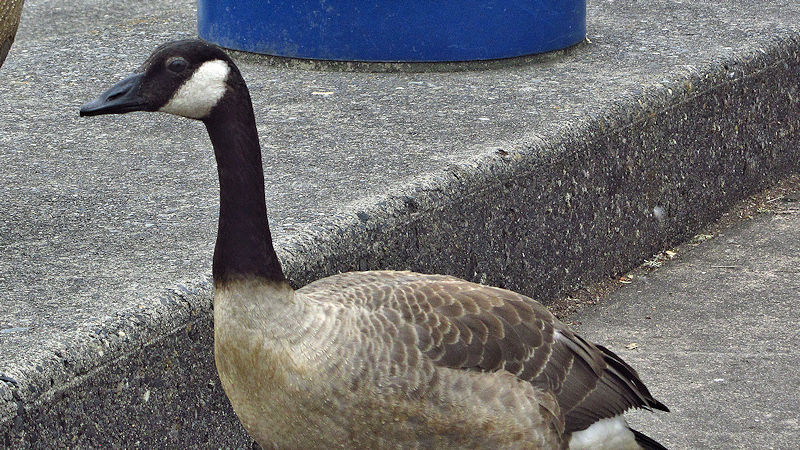 A beautiful goose
