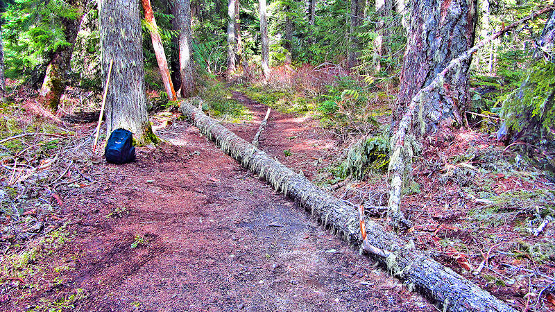 Fallen tree